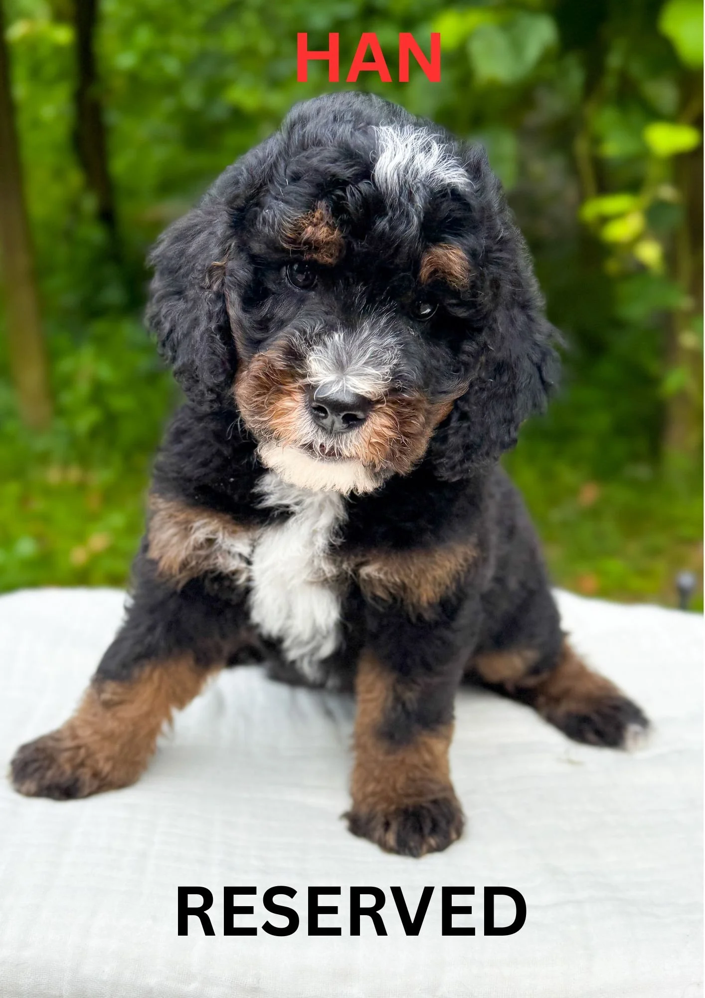 Cheyenne/Gunnar Minis Born 5-23-2025 — Dreamcatcher Bernedoodles